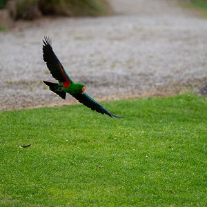 EclectusMale.jpg