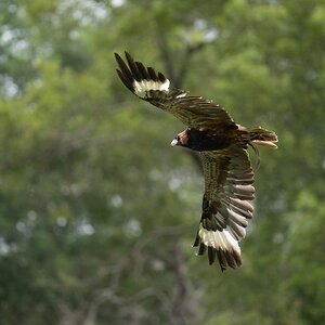 BlackBreastedBuzzard.jpg