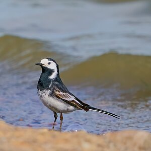 pied wagtail 2023 1 (2).jpg