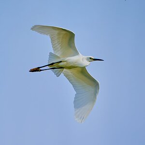 egret 2023 64.jpg