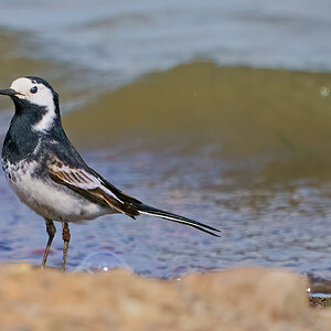 pied wagtail 2023 2 (2).jpg