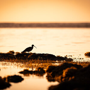 Whimbrel (Numenius phaeopus)