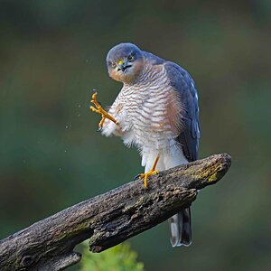 Sparrowhawk.jpg