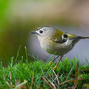 Goldcrest.jpg