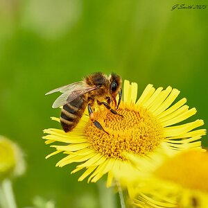 bees 2023 34.jpg