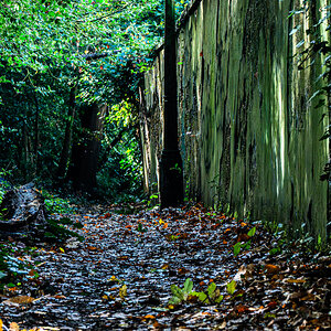 autumn_path_oxleyswood_hdr-5.jpg