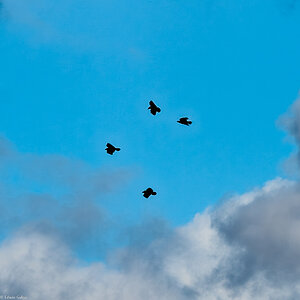 birds_hdr-1.jpg