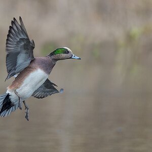 American Wigeon-25772.jpg