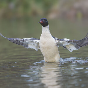 -Common-Merganser-20877.jpg