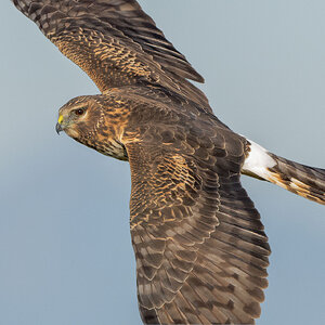 Northern Harrier-25362.jpg