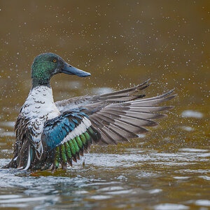 Northern-Shoveler-25484.jpg