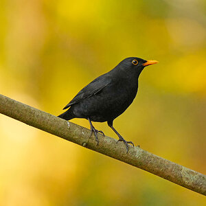 Blackbird.jpg