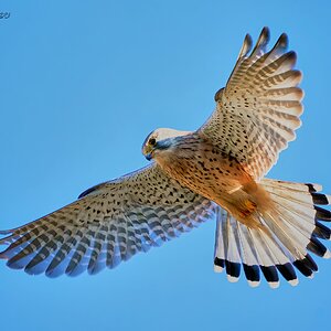 kestrel 2023 570.jpg