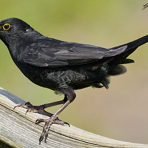 blackbird 2023.jpg
