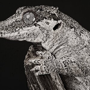 23T04154v1 gargoyle gecko mono 1.jpg