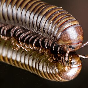 23T04501african millipede.jpg