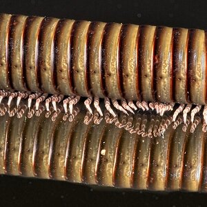 23T04490 african millipede.jpg