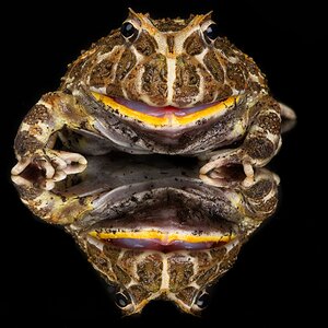 23T04448 argentinian horned frog.jpg