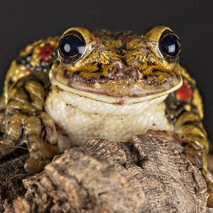 23T04445red spot amazon frog.jpg