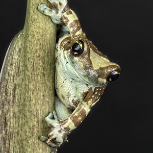 23T04432 amazon milk frog.jpg