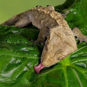 23T04250 crested gecko 1.jpg