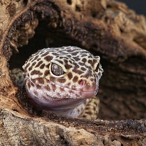 23T04390 leopard gecko.jpg
