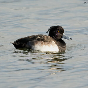 tufted duck 2023 (2).jpg