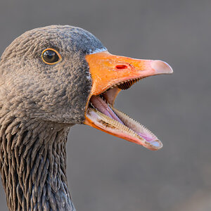 crazy_goose_hdr-10.jpg