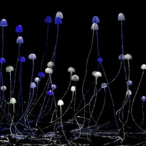 23S05441mycelium network.jpg