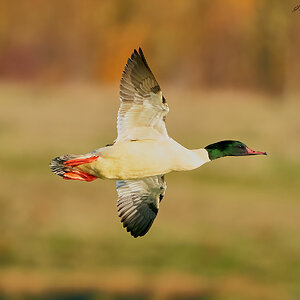 goosander 2023.jpg