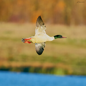 goosander 2023 1.jpg