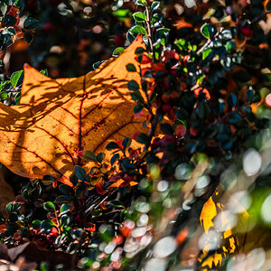 autumn_leaves_hdr-19.jpg