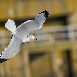 Ring-Billed Gull - Conowingo - 11232023 - 13.jpg