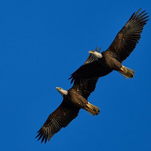 Bald Eagle - Conowingo - 11232023 - 02- DN.jpg