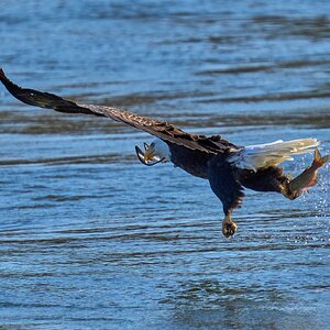 Bald Eagle - Conowingo - 11232023 - 16.jpg