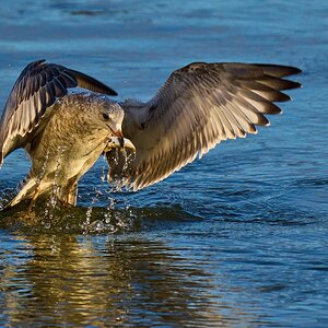 Ring-Billed Gull - Conowingo - 11232023 - 05.jpg