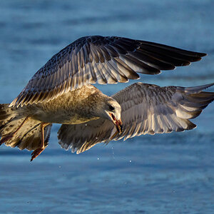 Ring-Billed Gull - Conowingo - 11232023 - 09.jpg