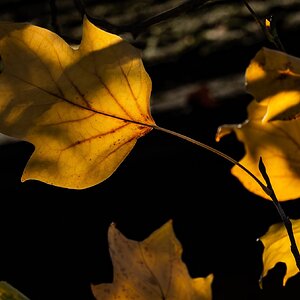 autumn_leaves_hdr-13.jpg