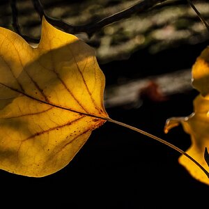 autumn_leaves_hdr-17.jpg