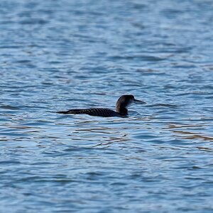 great northern diver 2023 1.jpg