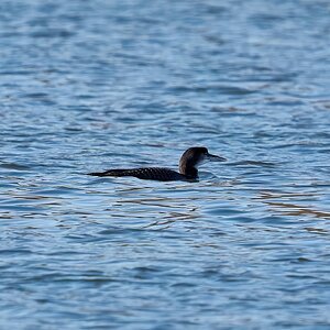 great northern diver 2023 1.jpg