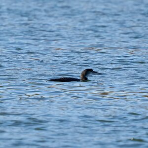 great northern diver 2023 2.jpg