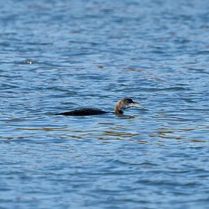 great northern diver 2023 3.jpg