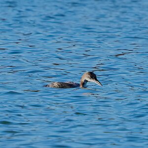 great northern diver 2023.jpg