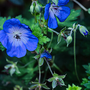 geranium_hdr-2.jpg