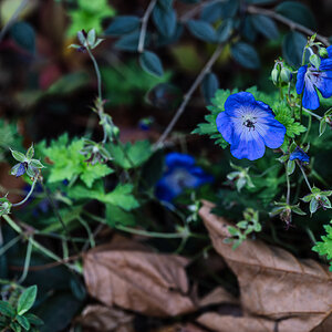 geranium_hdr-1.jpg