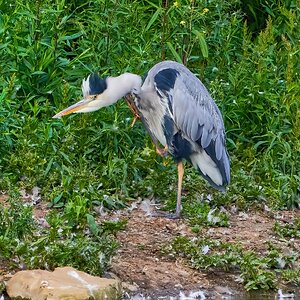 heron 2023 58.jpg