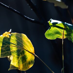 autumn_leaves_hdr-21.jpg