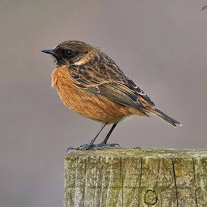 stonechat 2023.jpg