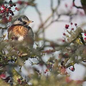 Fieldfare-DSC04434-2048px.jpg